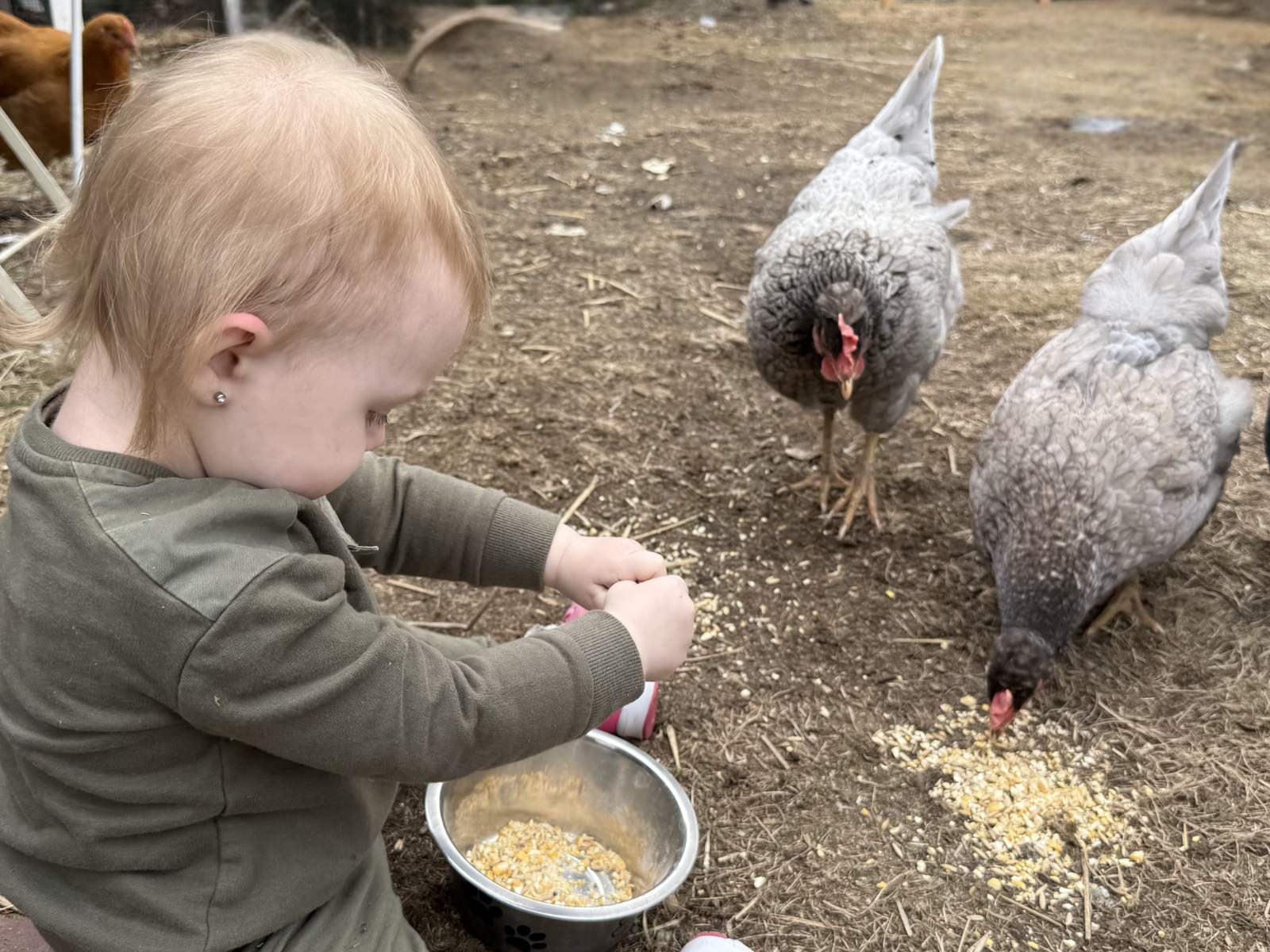 The youngest Chicken Tender feeding the hens