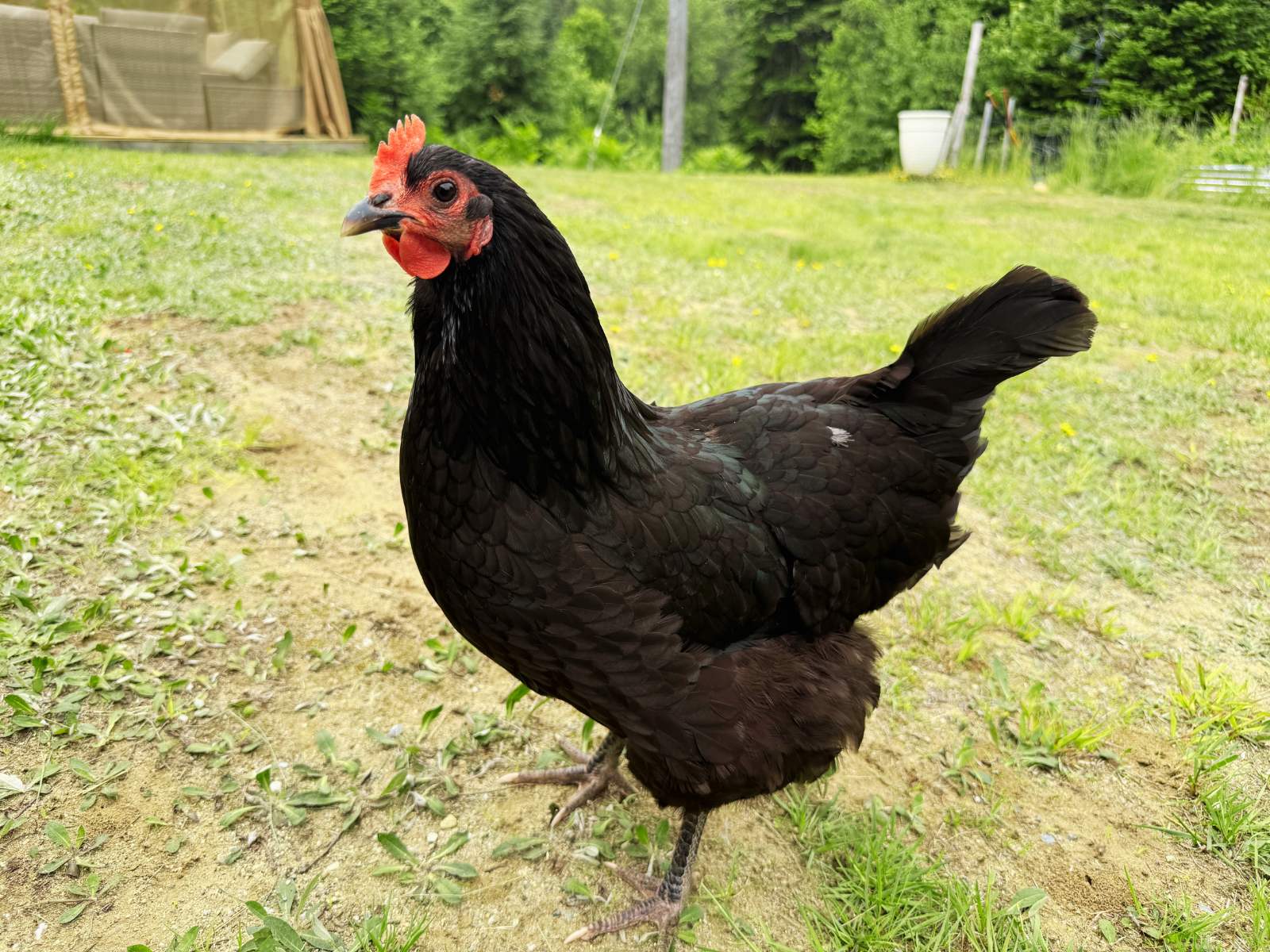 One of the hens up close
