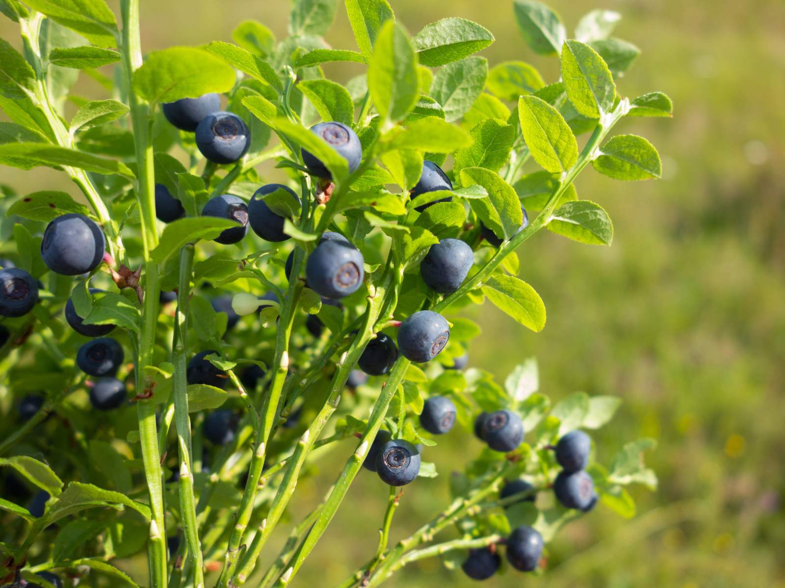 Wild blueberries ripening on the bush