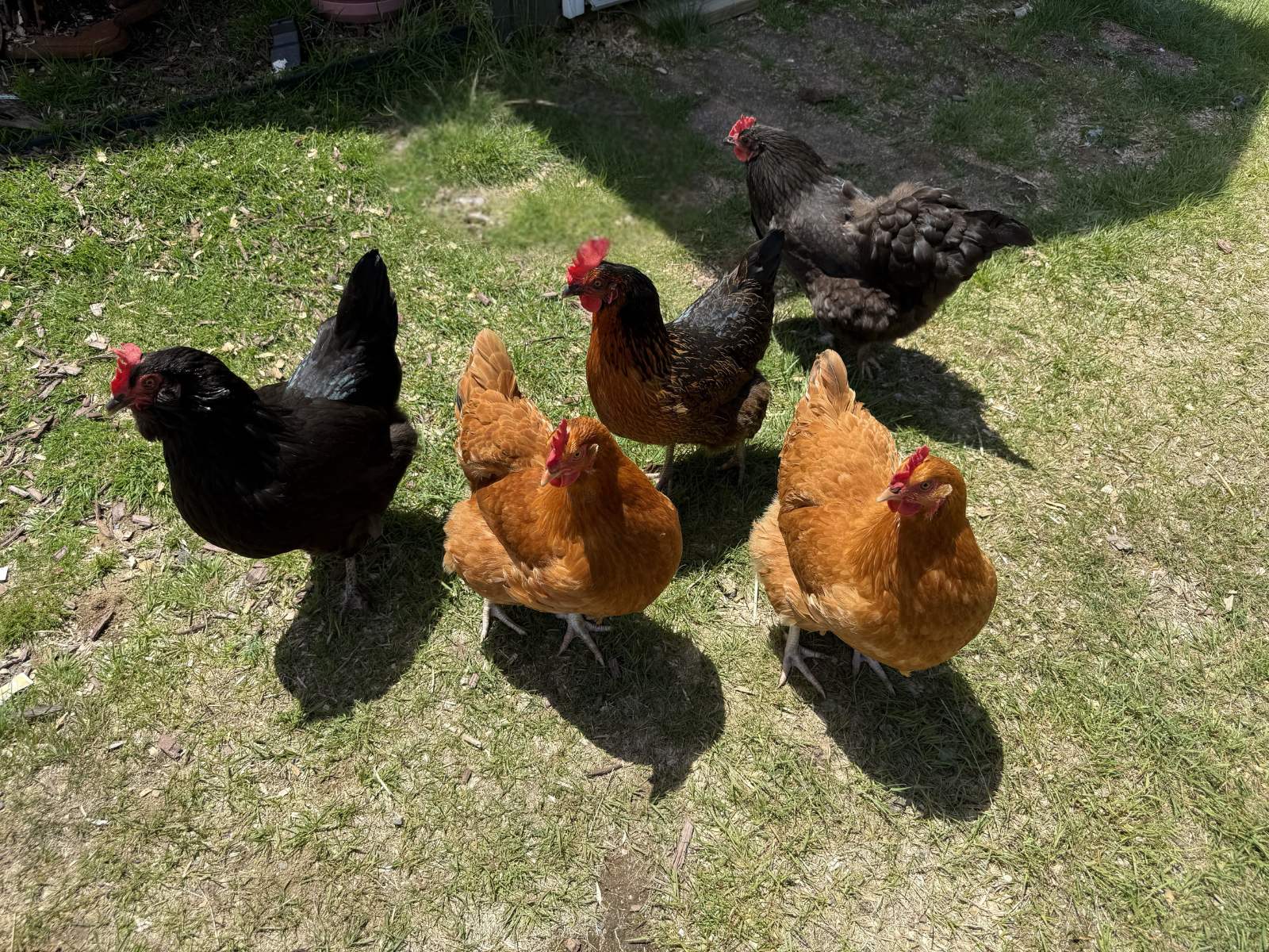 A flock of hens in the sunshine