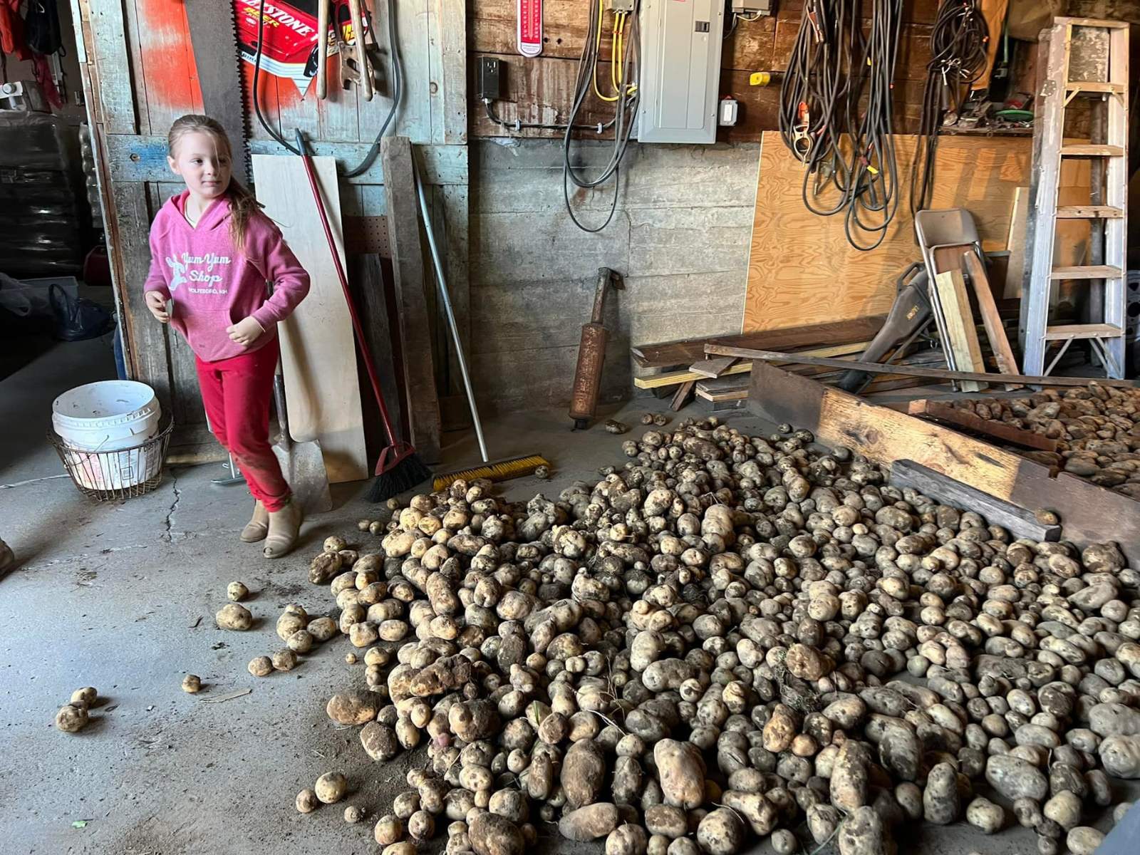 Chloe in the barn next to the potato harvest