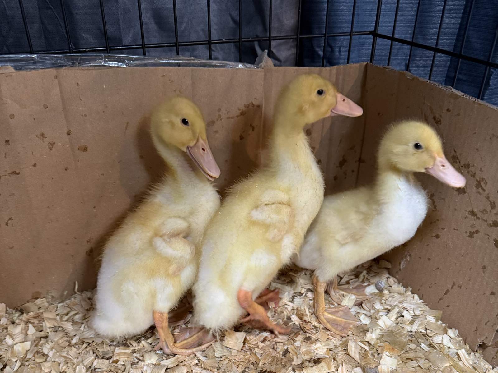 Three ducks by the coop