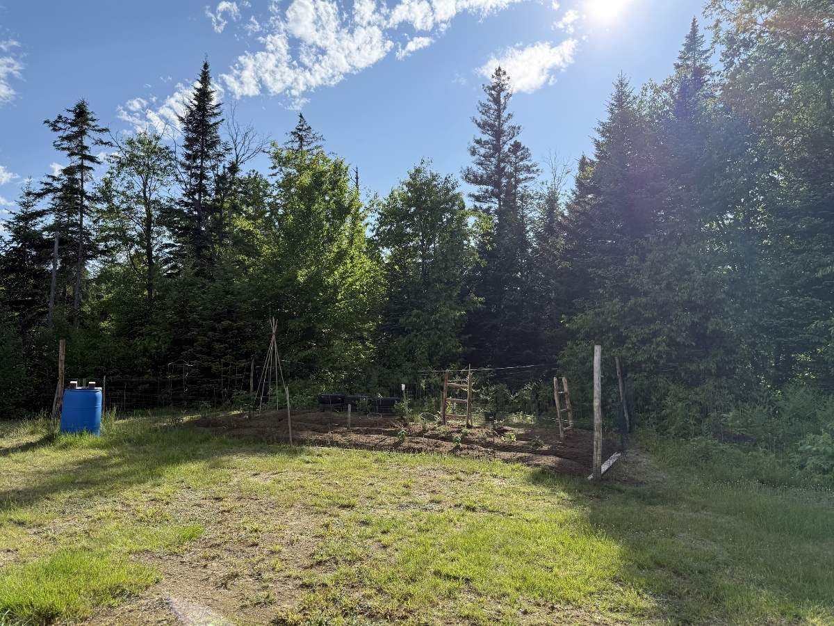 Sun breaking through the forest at Legacy Acres