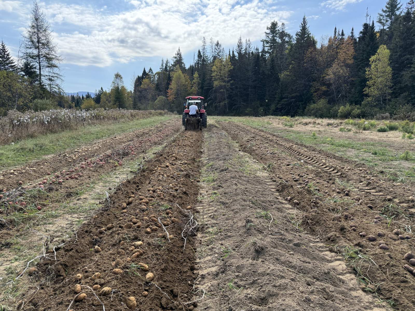 Garden rows with vintage tractor in the tree line