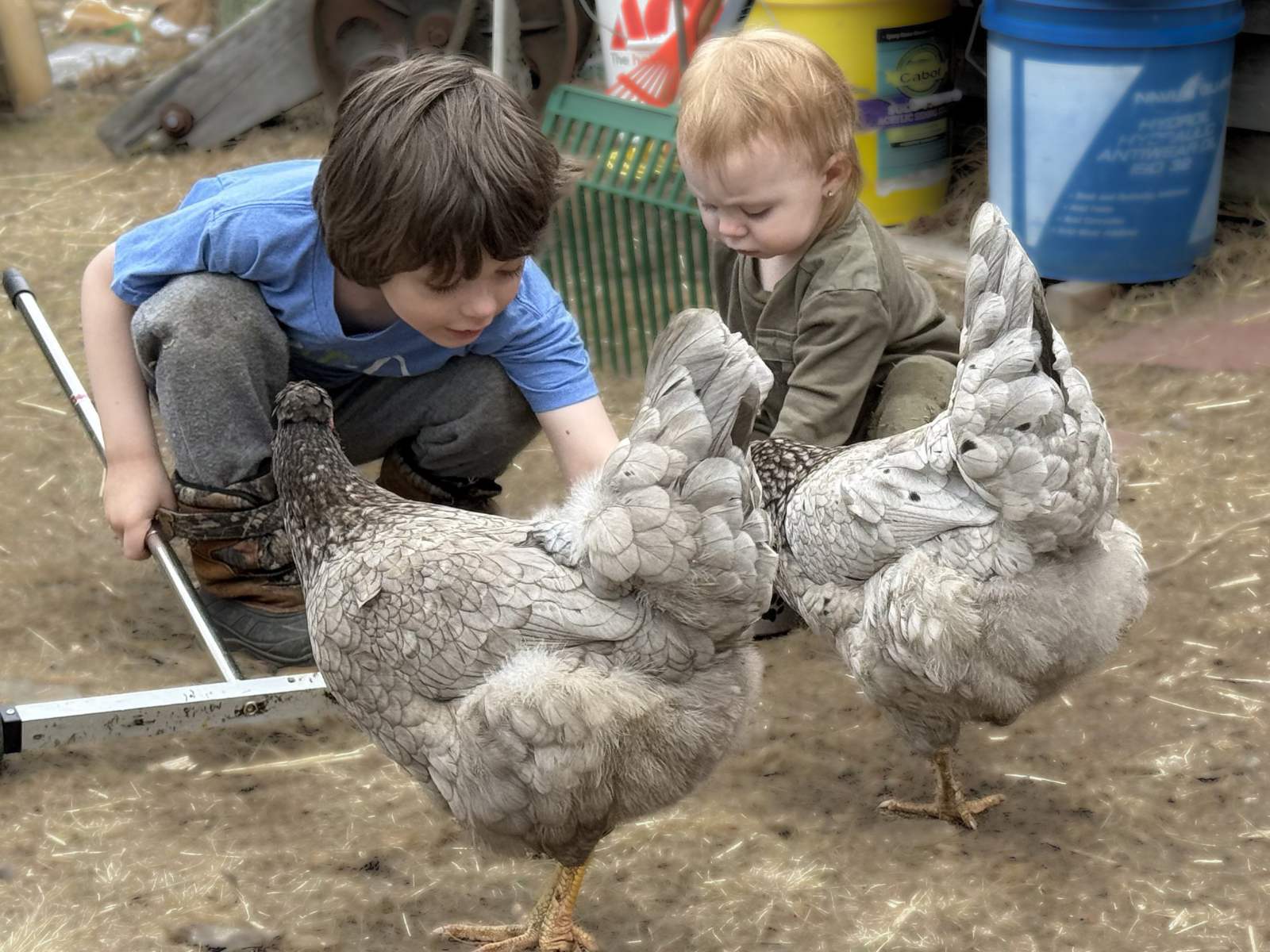 The grandkids tending the hens
