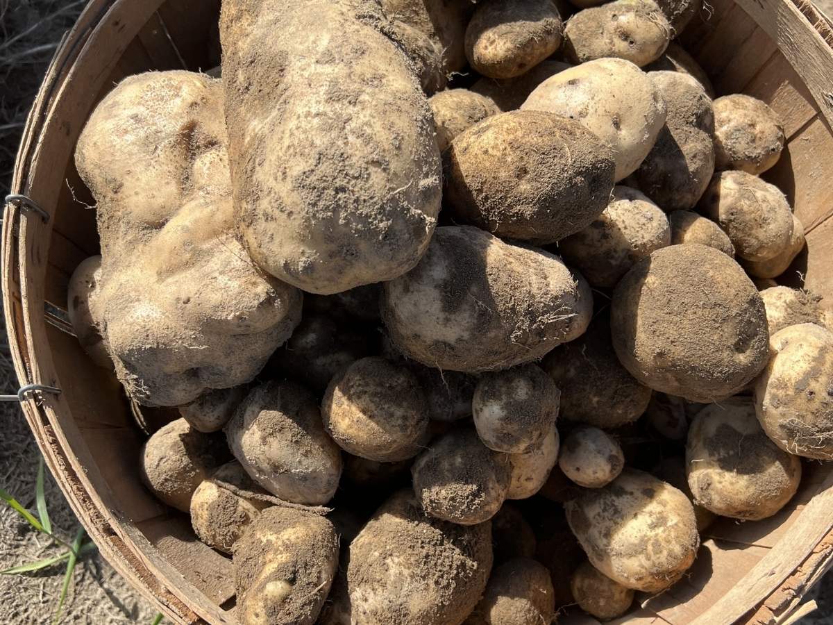 Masters' Potatoes fresh from the harvest