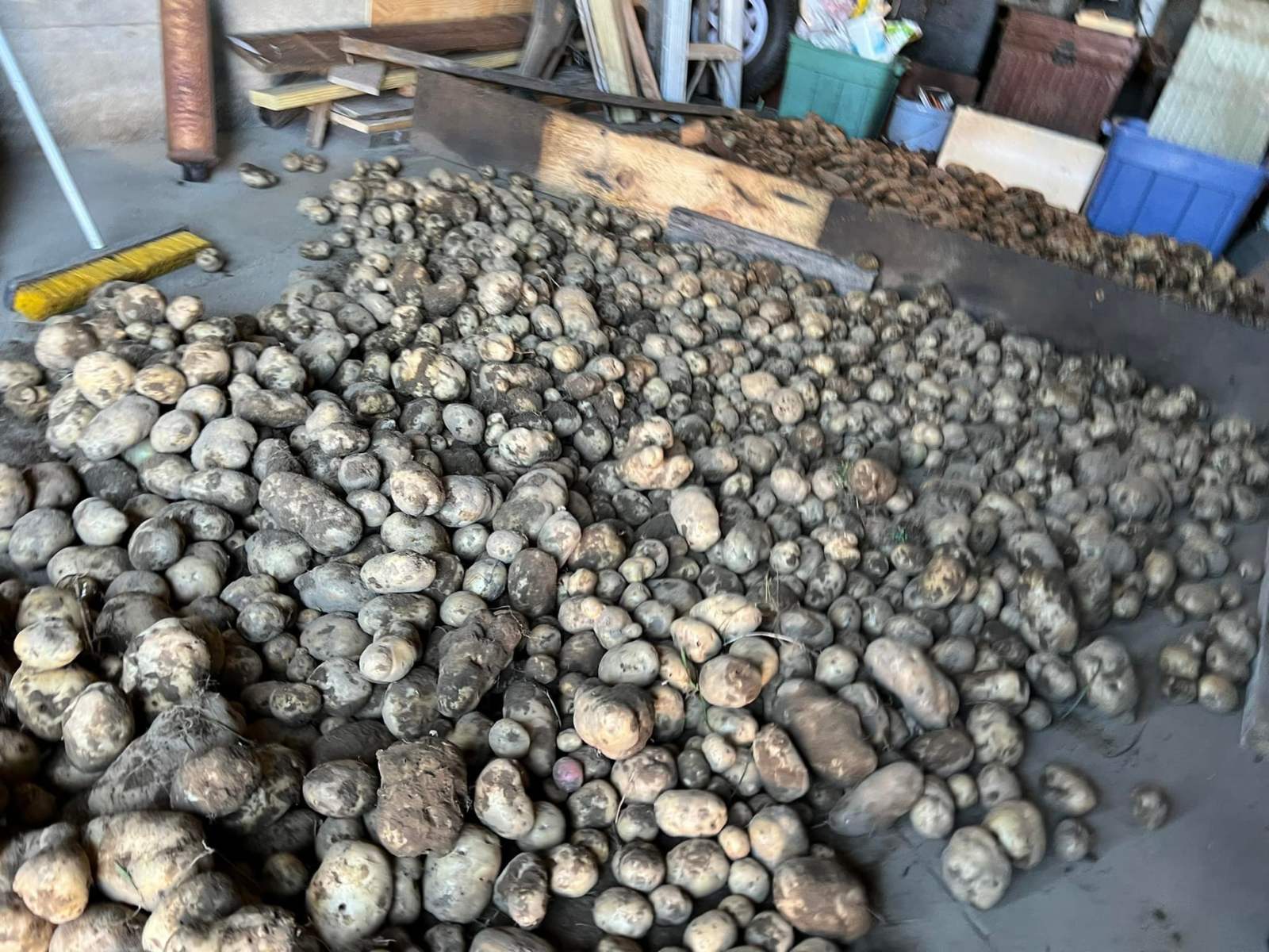 A mountain of freshly harvested potatoes in the barn