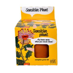 Buzzy Seeds Sensitive Plant Mimosa Pudica Grow Kit in terracotta planter