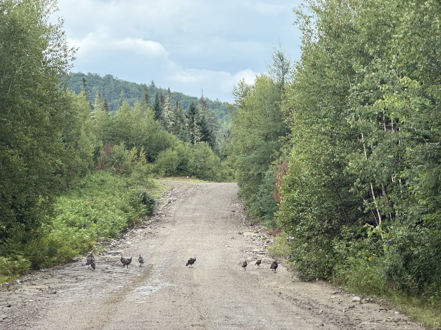 Long gravel road winding through northern New Hampshire woodland