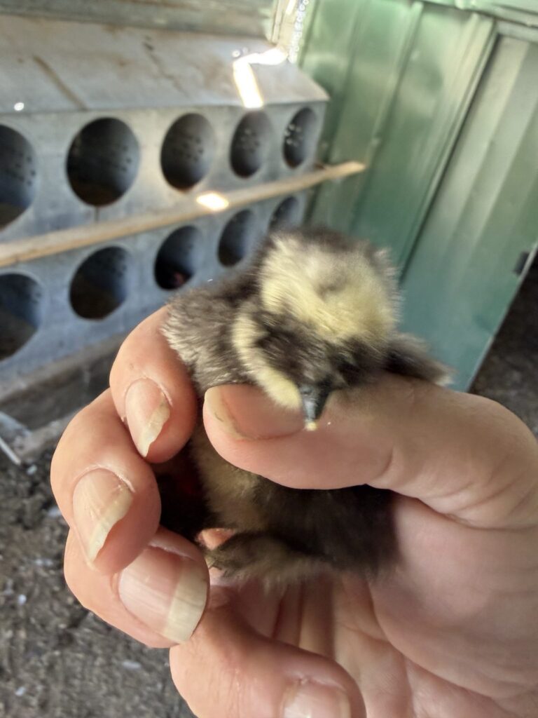 Little black and pale yellow chick gently held in a person’s hand