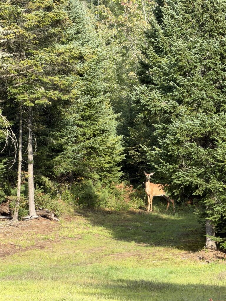 A deer standing at the forest edge on the Legacy Acres property