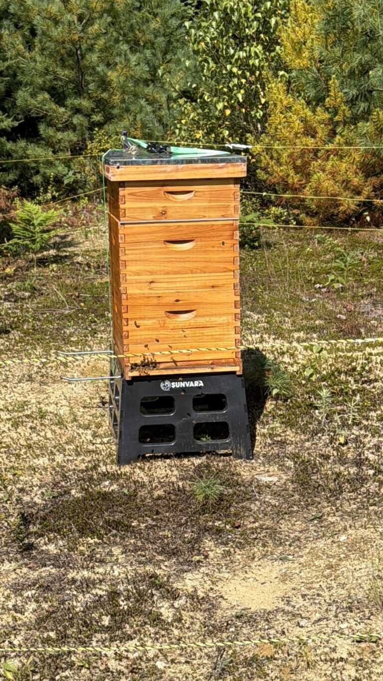 Wooden honey bee hive in a clearing surrounded by trees