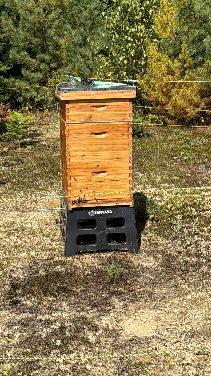 Wooden honey bee hive in a clearing surrounded by trees