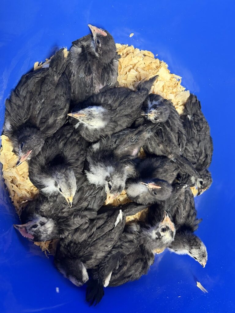 Group of dark fluffy juvenile chicks together in a blue container