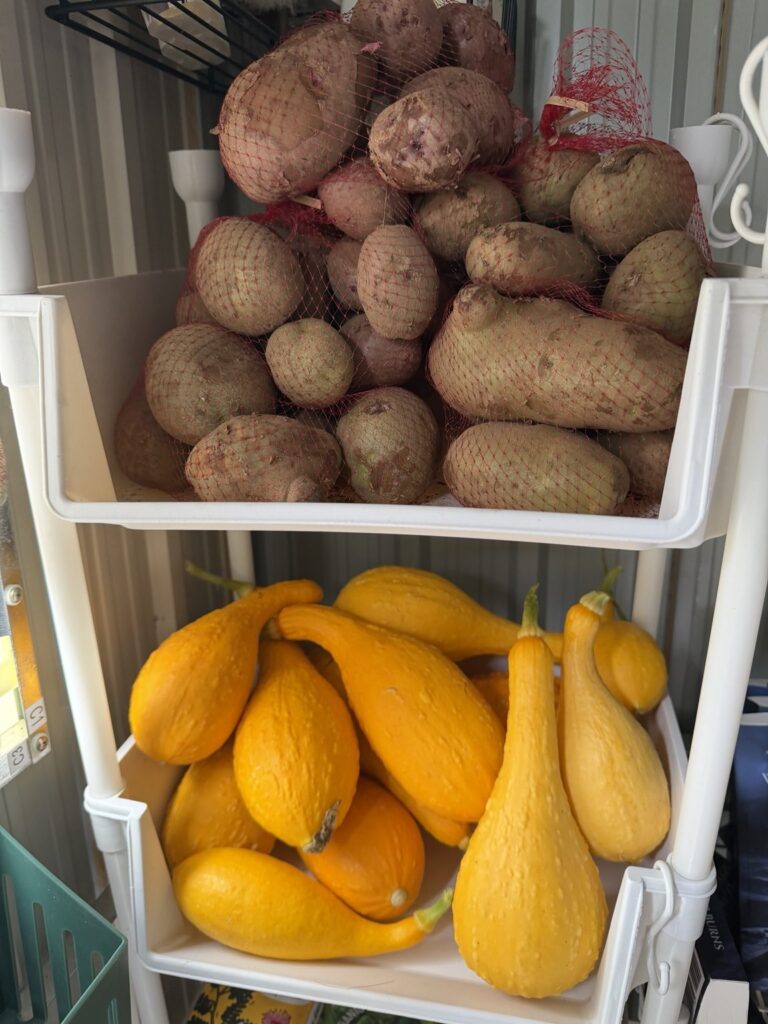 Stacks of potatoes above bright yellow summer squash