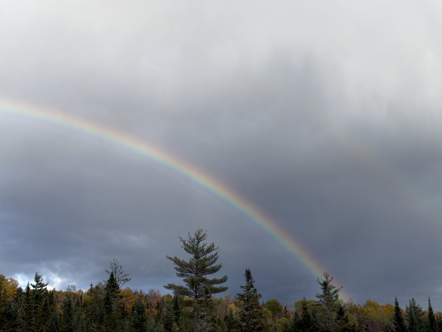 Rainbow stretching over tall trees and autumn woodland